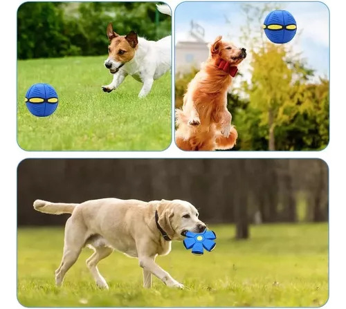 Ejercicio De Pelota Que Rebota Al Aire Libre Para Perros, Pi