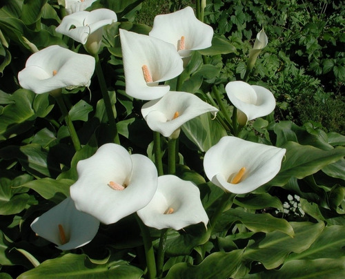 Planta Cala O Cartucho Flores Bellas Acuática Humedal 