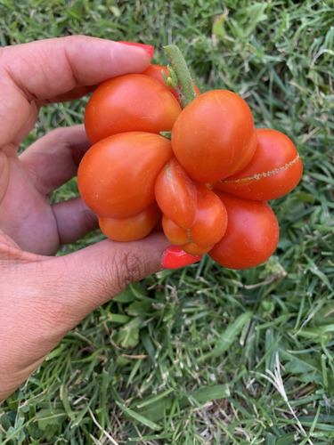 Semillas De Tomate Voyage O Viajero (solanum Lycopersicum)