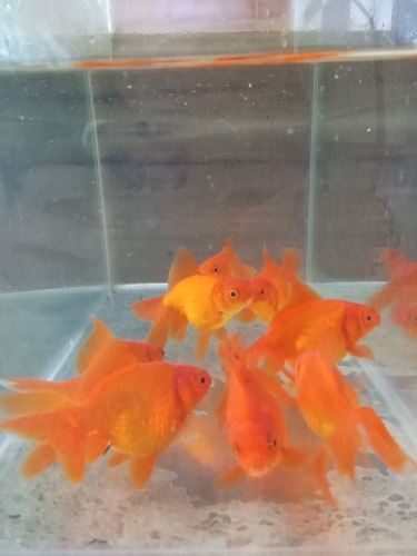 Carassius Golfish 10 Cm Peces Agua Fria Acuario Estanques