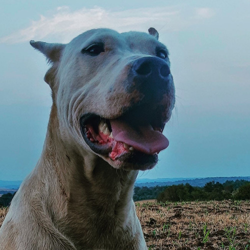 Dogo Argentino