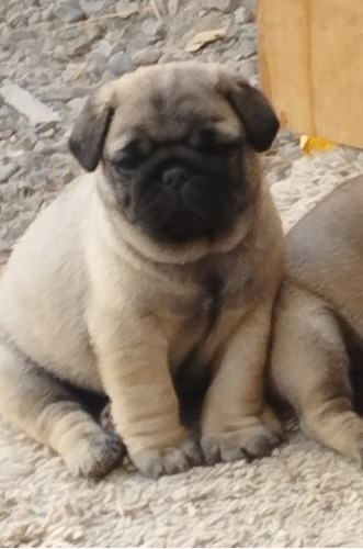 Perro Pug Dos Meses De Nacido Esterilizado 