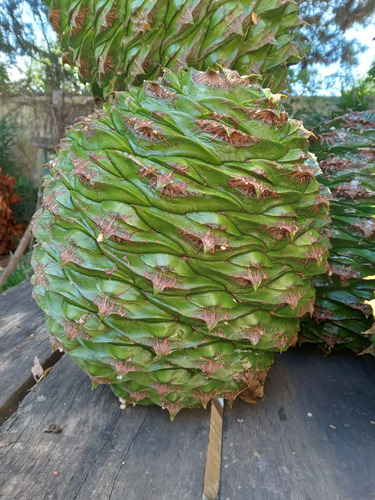 Semillas De Araucaria (piñón) Comestibles. Los Más Grandes.