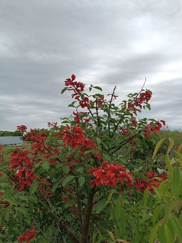 Arbol Nativo Ceibo Flor Nacional Erythrina Crista-galli