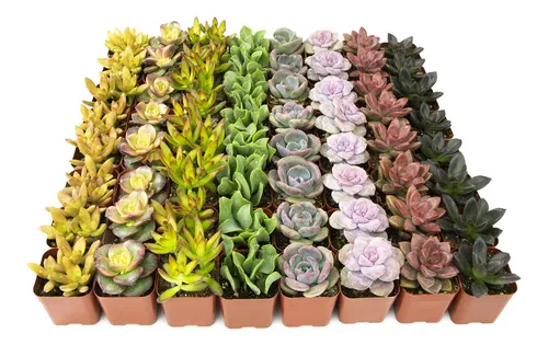 comprar Kit 10 Mudas Suculentas Diferentes + Brinde - Black Friday