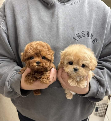 Cachorros Maltipoo Miniatura 