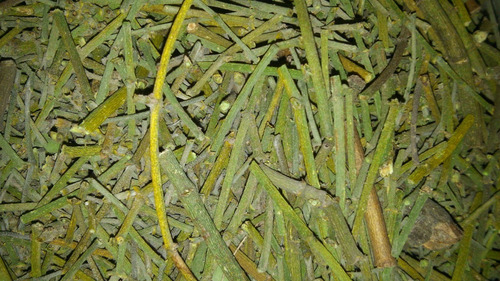Te Toji De Mezquite 250gr Planta Organica Seca