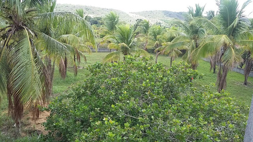 Chácara/sítio Em Esplanada Ba, Com 7 Hectares Com Casa E Rio