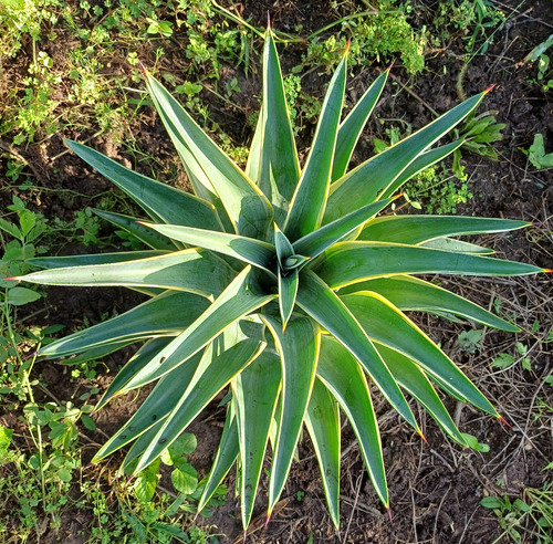 Agave Desmettiana Var. Marginata