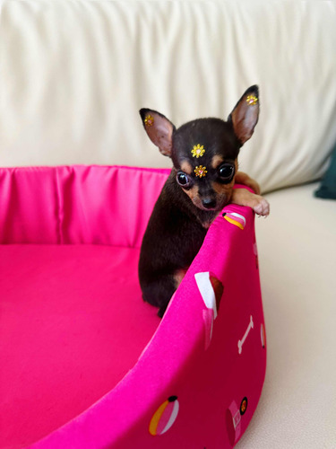 Pinscher Fêmea Micro País Menos De 1,5 Kilos