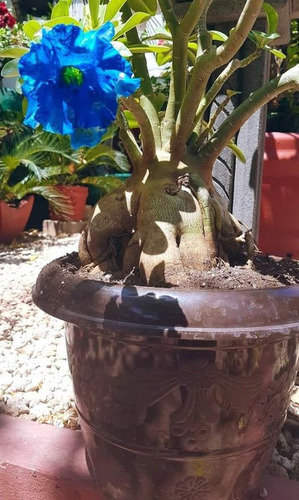 Adenium Rosa Del Desierto Azul Turquesa, Más Regalo