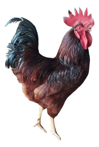 Ovos Férteis - 6 Ovos Raça Galinha Rhode Island Red