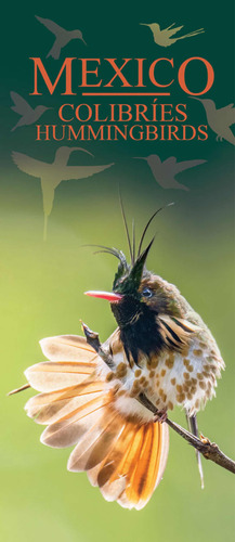 Guía Plegable De Colibríes De México - Folleto Plastificado