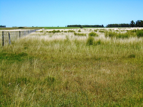 Imagen 6 de 17 de Campo 15 Has Con Aguada Permanente Tala Canelones