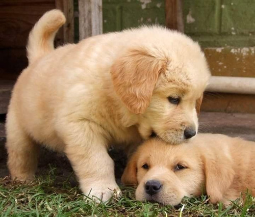 Cachorros Golden Diversión Pequeños Ladriditos 