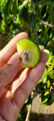 Muda De Umbu - Umbuzeiro