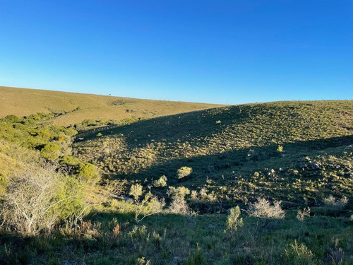 240 Has- Rivera - Ideal Inversor U$ 1500/ha