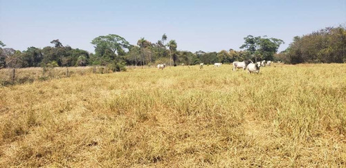 Fazenda De Gado Arinos Mg 2.250 Hectares 65.000,000,00 - 38491