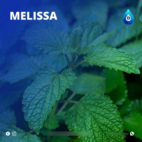 Imagem 1 de 1 de Extrato Vegetal Composto De Melissa 100% Natural | 20 Ml