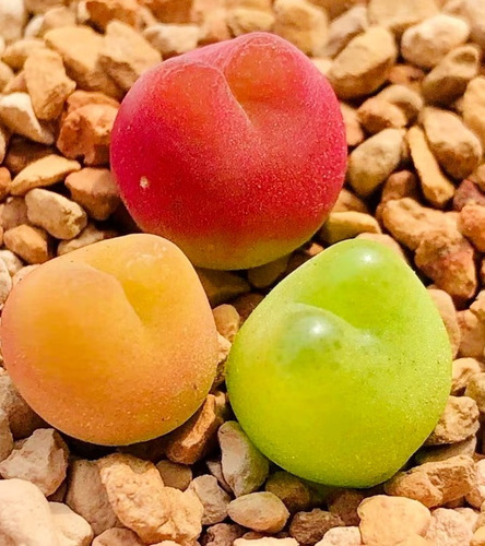 20 Semillas De Lithops Gota