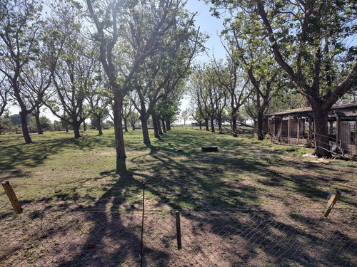 Imagen 6 de 17 de Campo - Timbues Jose Maria