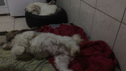 Imagem 4 de 10 de Hotel Para Cães Pequeno E Médio Porte.