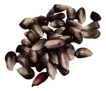 Comprar Bulto 10 Kilos Semilla Maíz Azul Criollo Mexicano Sembrar 