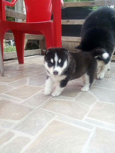 Linda Femea De Husky