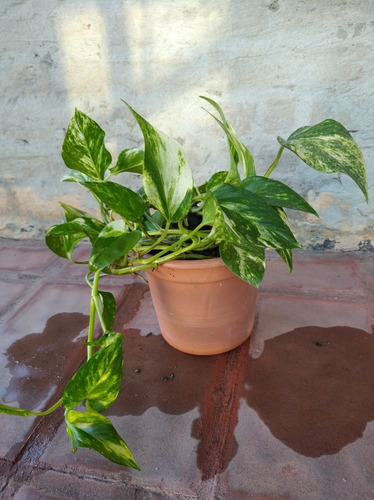 Imagen 2 de 10 de Planta Potos Purificadora Del Aire