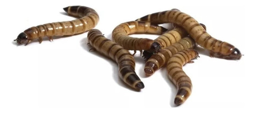 Zophobas 100 Larvas Alimento Para Reptiles Y Aves