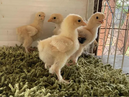 Pollitos Brahma Línea Turka