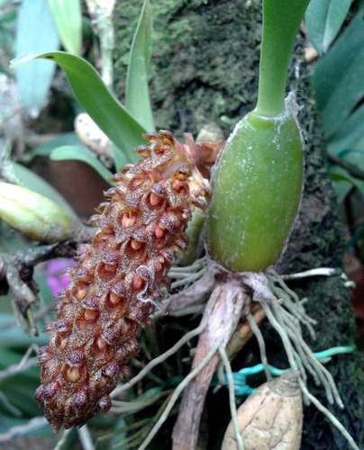 Bulbophyllum Careyanum - Corte Adulto