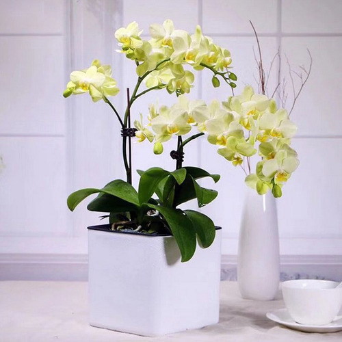 Imagen 8 de 12 de 2 Maceteros Decorativos De Plástico Para Regadera Con