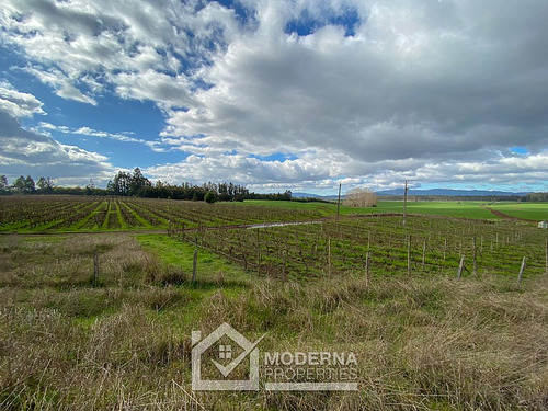 Campo 964 Ha. Con Uva, Forestal Y Forraje