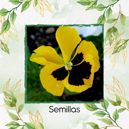 320 Semillas Flor Pensamiento Oro Suizo+ Obseq Germinación