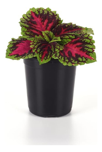 Planta Coleus Coleo Cretona N° 16