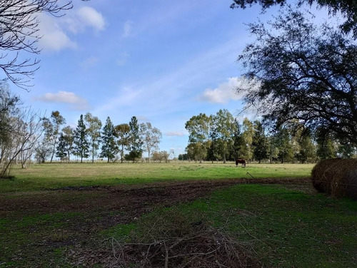 Campo Mixto Brandsen, 125 Ha.