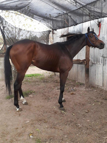 Imagen 2 de 2 de Vendo Caballo Spc Sano