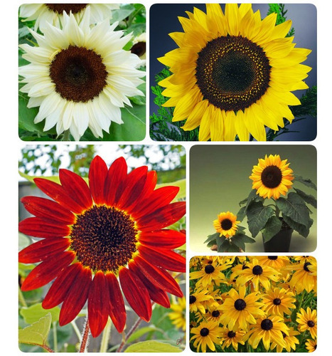 Semillas De Girasol Pak De 5 Variedades Y Colores Diferentes | Meses sin  intereses