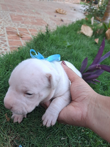 Imagen 4 de 5 de Venta De Pitbull Puros