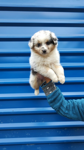 Cachorros Pastor Ovejero Bogotá Animal Pets Colombia 