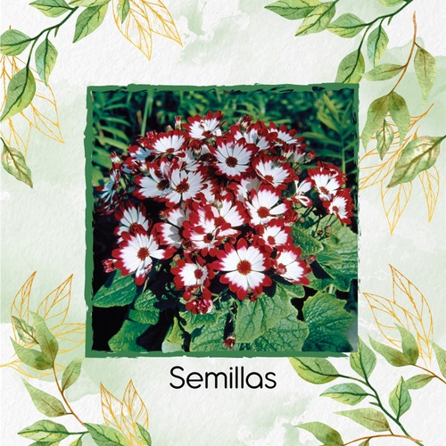 30 Semillas De Senecio Hybridus + Obsequio Germinación