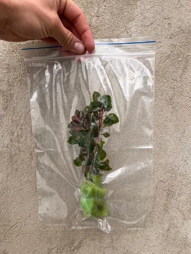 Ludwigia Sp. Red, Planta Acuática X 7 Tallos