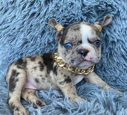 Venta De Cachorros Bulldog Frances Black Merle En Medellín