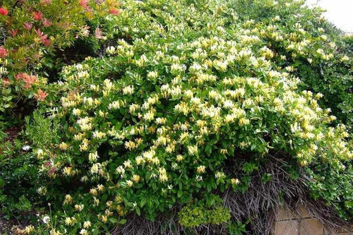 Planta De Madreselva ( Lonicera Japonica )medic-ornam-aromát