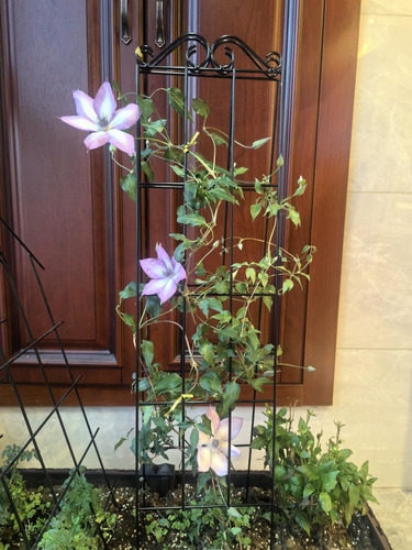 Arifaro Enrejado De Jardín De Metal De 37.5 Pulgadas Para .
