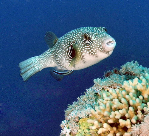 Arothron Hispidus - Pez Marino