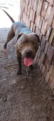 Pitbull