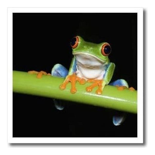 Danita Delimont - Ranas - Red-eyed Tree Frog, Costa Rica - S