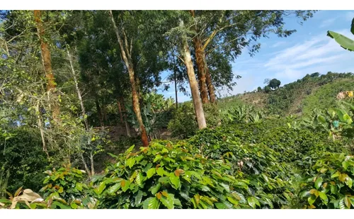 Vendo Finca Cafetera 47 Cuadras Por El Trebol Chinchina